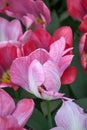 Tulip Tulipa Flaming Purissima, rose flamed ivory white flowers